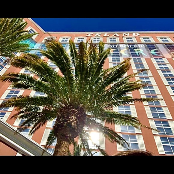 thepalmtree